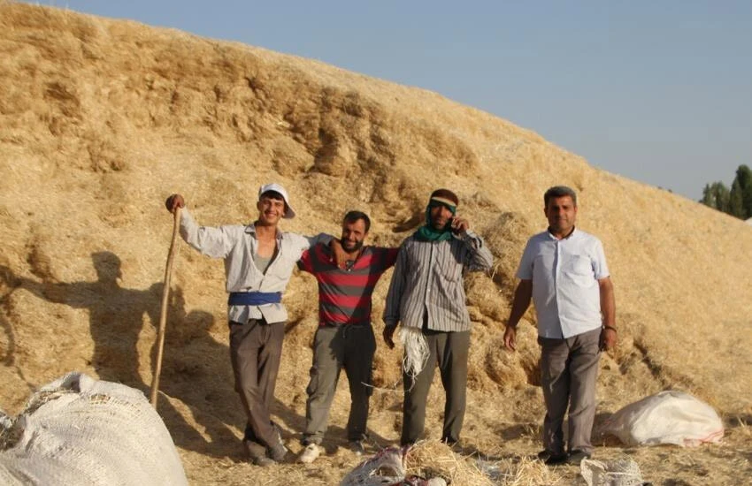 Yağmur yağmadan satmak zorundalar! Fiyatı çiftçiyi memnun etmedi
