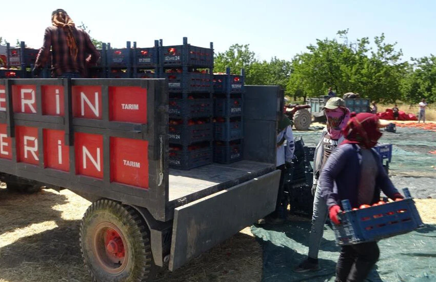 Prostat ve kolon kanserine iyi geliyor! <a href=