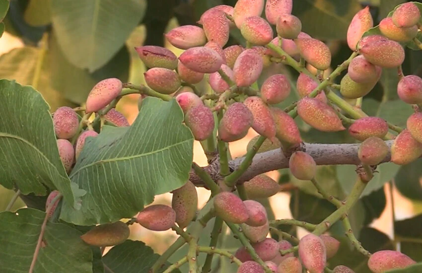 Siirt fıstığını kuraklık vurdu: 200 TL olan fiyatların artması bekleniyor.
