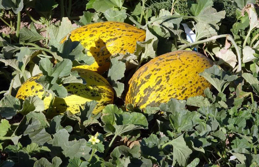 Sezonun son hasadı yapılıyor! Kavun ve karpuzun mevsim sonu fiyatı belli oldu