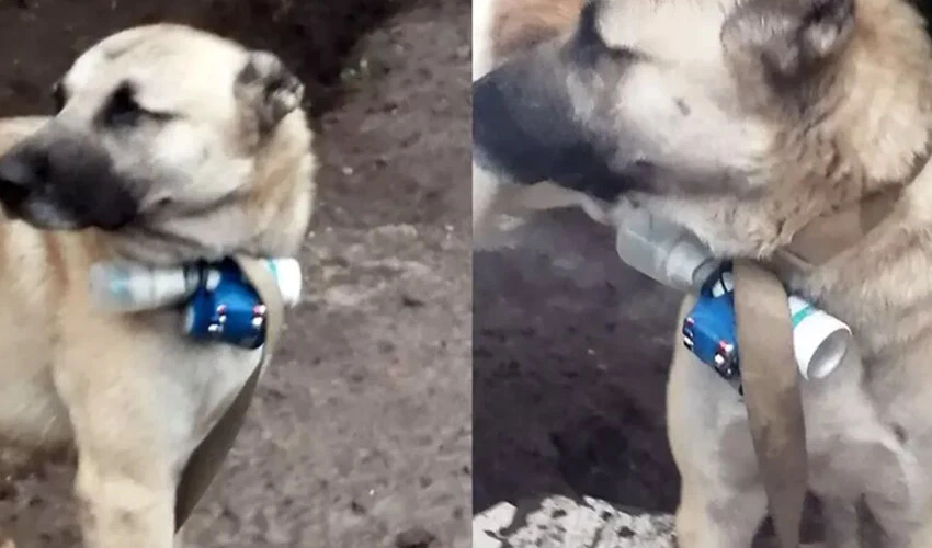 Ermeniler EYP'li köpekle hedef aldı, Azerbaycan ordusu harekete geçti