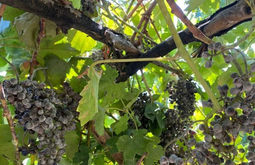 Küllenme Hakkarili üzüm üreticilerini hüsrana uğrattı.