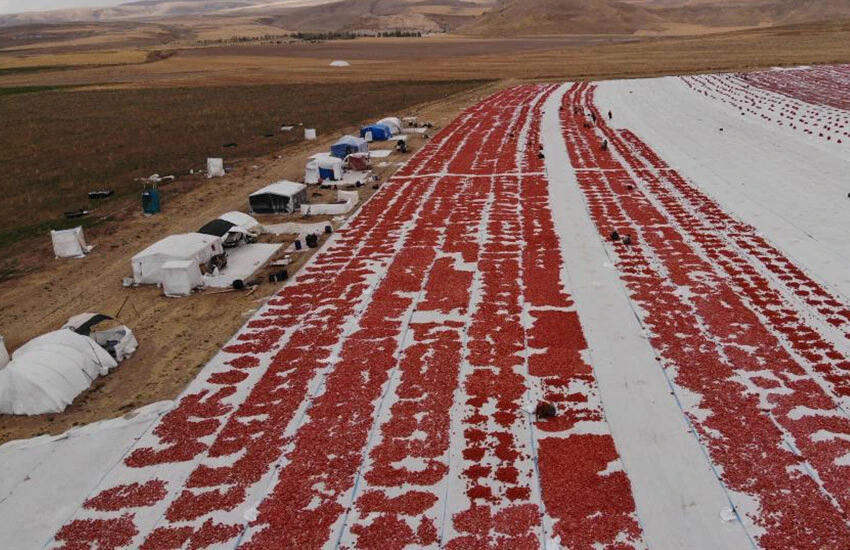 Muş ve Bitlis adını dünyaya duyurdu! Avrupa’nın sos ve pizza domatesi için siparişler kitlendi