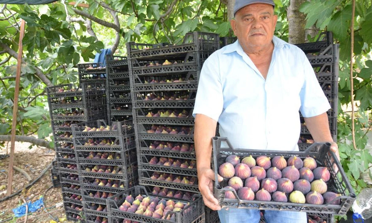 Cildi güzelleştirip, kalp ve damar hastalıklarına karşı koruyor... 800 rakımlı köyde hasadına başlandı