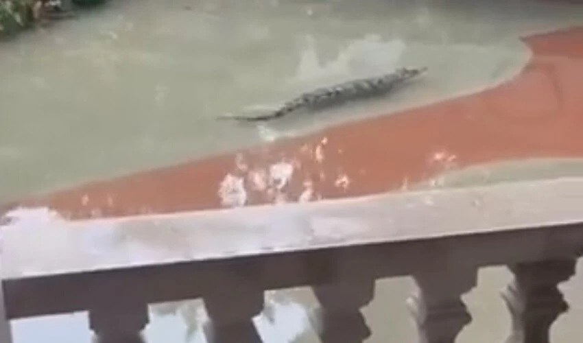 Çin'deki sel 70'ten fazla timsahı özgürleştirdi! Bölge halkı tehlike içinde