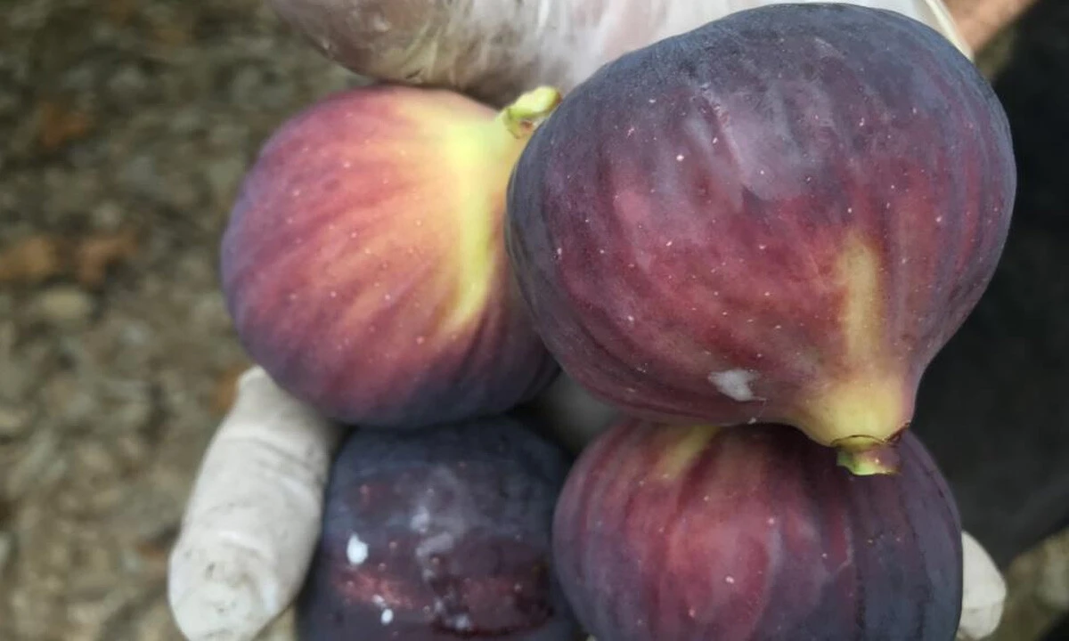 Cildi güzelleştirip, kalp ve damar hastalıklarına karşı koruyor... 800 rakımlı köyde hasadına başlandı