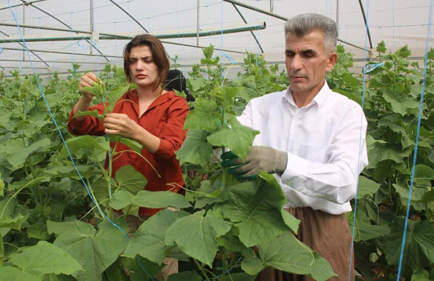 Adana ve Mersin’e bağlılık sona eriyor! Doğu’nun sebze ihtiyacı seracılıkla karşılanacak