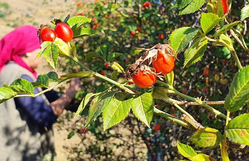 Kanserden enfeksiyona her derde deva! Dağlardan gelen lezzet geçim kaynağı oldu