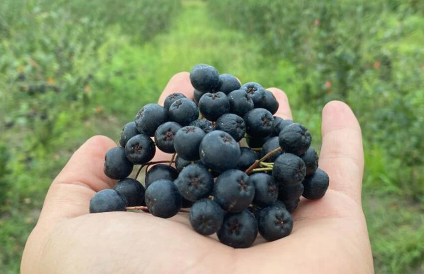Fındığa alternatif diktiği meyvenin hasadını yaptı: Bahçe ve manav arasında 150 TL fiyat farkı var!