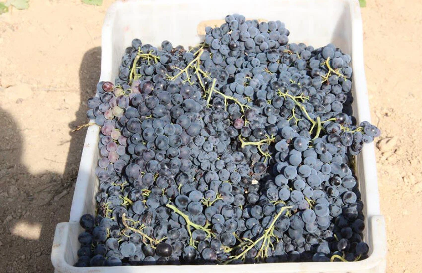 Karaman'da hasadı başlayan ekşikara üzümü birçok derde deva. Üzümün fiyatı da belli oldu.