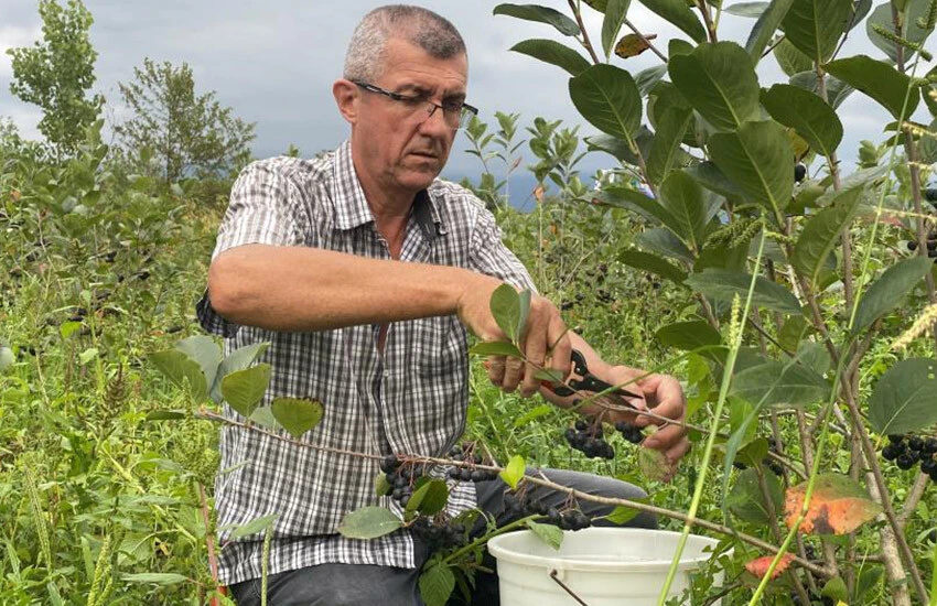 Fındığa alternatif diktiği meyvenin hasadını yaptı: Bahçe ve manav arasında 150 TL fiyat farkı var!
