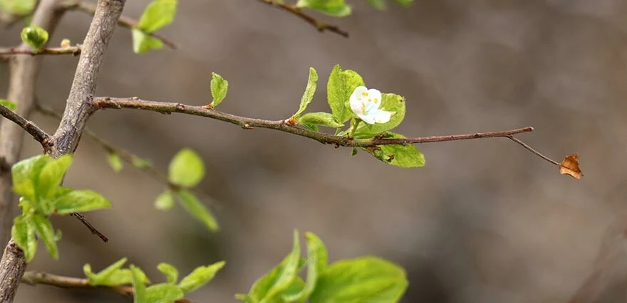 Mevsimleri şaşırdı, eylül ayının ortasında çiçek açtı: Daha önce böyle bir şey görmedim!
