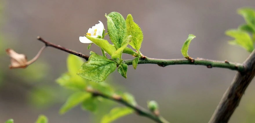 Mevsimleri şaşırdı, eylül ayının ortasında çiçek açtı: Daha önce böyle bir şey görmedim!