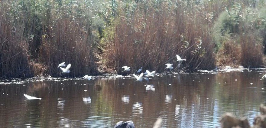 Toplu balık ölümleri tedirgin etti! Büyük Menderes Nehri'nde neler oluyor?
