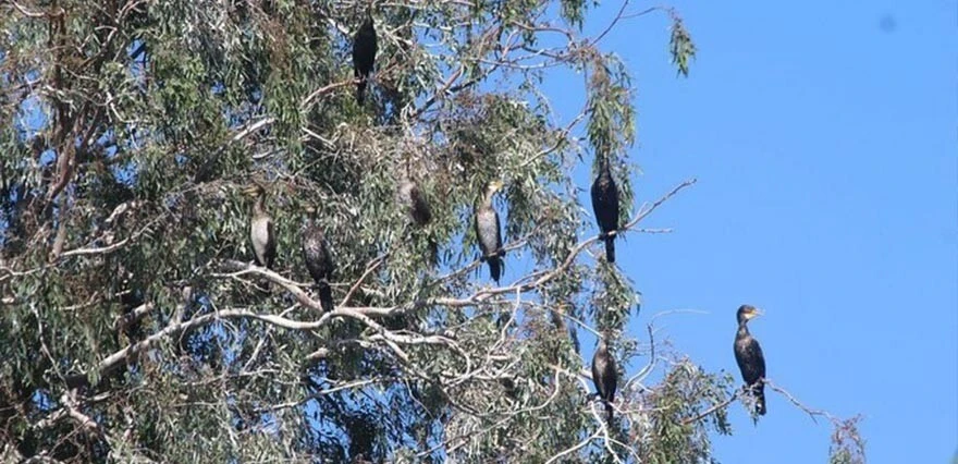 Toplu balık ölümleri tedirgin etti! Büyük Menderes Nehri'nde neler oluyor?