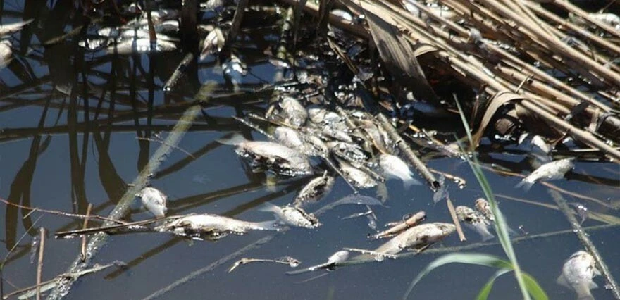 Toplu balık ölümleri tedirgin etti! Büyük Menderes Nehri'nde neler oluyor?