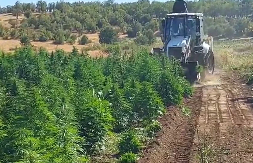 Uyuşturucu operasyonunda ele geçirilenler imha edildi.