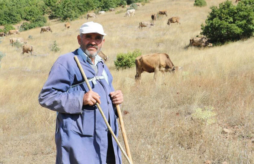 Eskiden yalvarıyorlardı şimdi kimse yüzüne bakmıyor! 30 bin TL maaşla çoban bulamıyorlar
