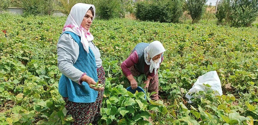 Afyonkarahisar'da fasulye hasadı