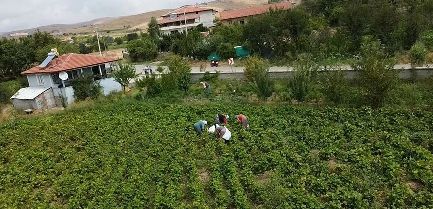 Afyonkarahisar'da fasulye hasadı
