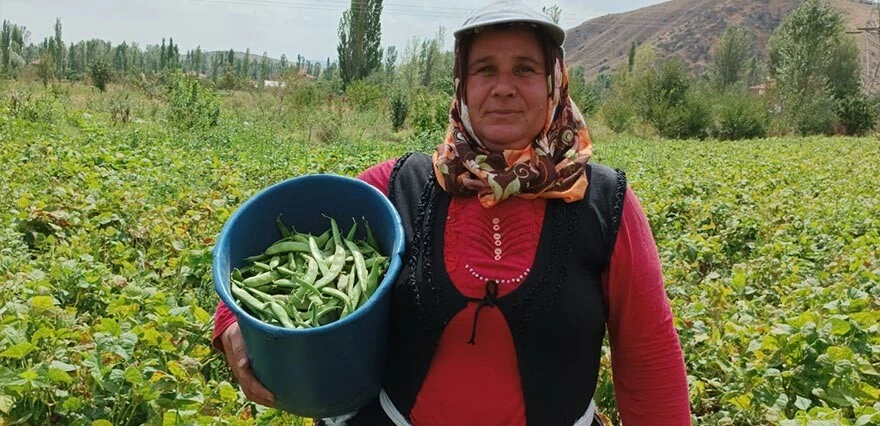 Afyonkarahisar'da fasulye hasadı