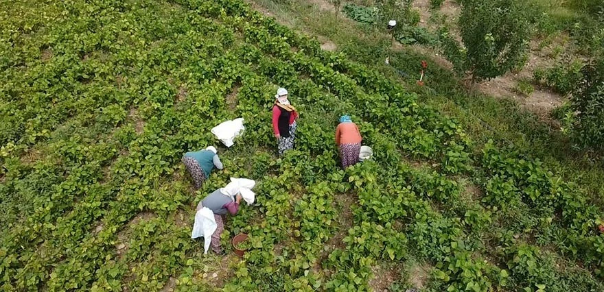 Afyonkarahisar'da fasulye hasadı