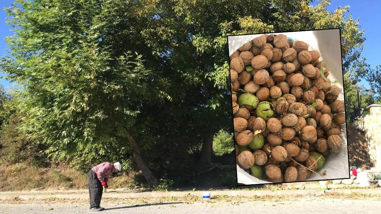 Kabuğu ince doluluk oranı yüksek! Hasadı başlayan cevizin fiyatı belli oldu