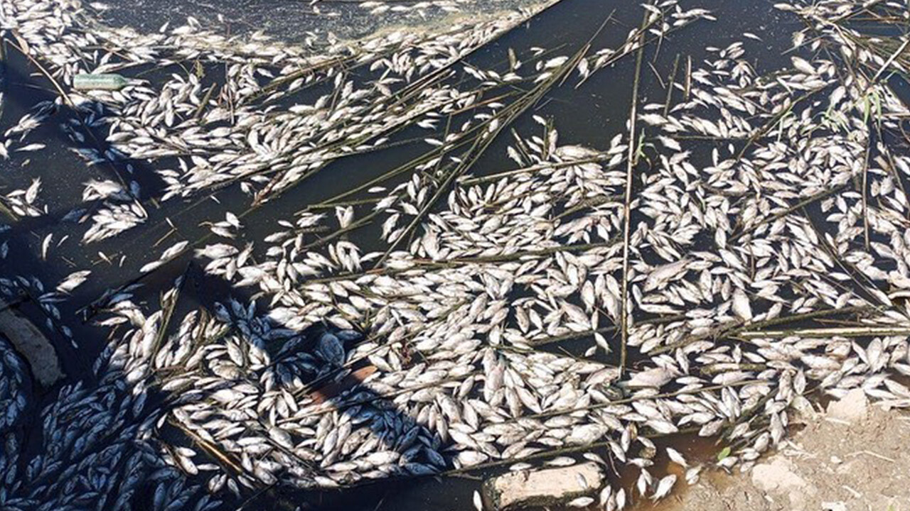 Toplu balık ölümleri tedirgin etti! Büyük Menderes Nehri&#039;nde neler oluyor?