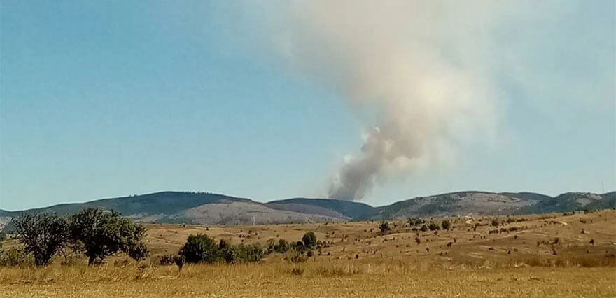 Bolu'da orman yangını