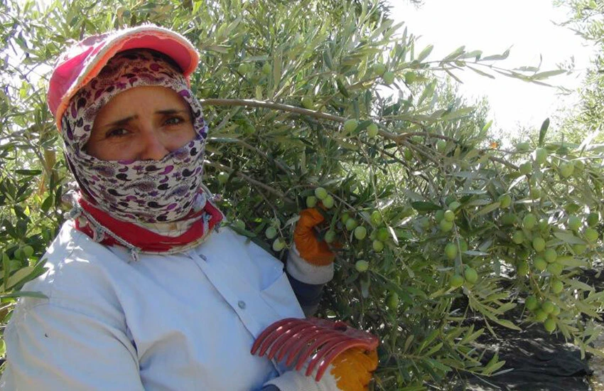 Yılın ilk sofralık zeytin hasadı <a href=