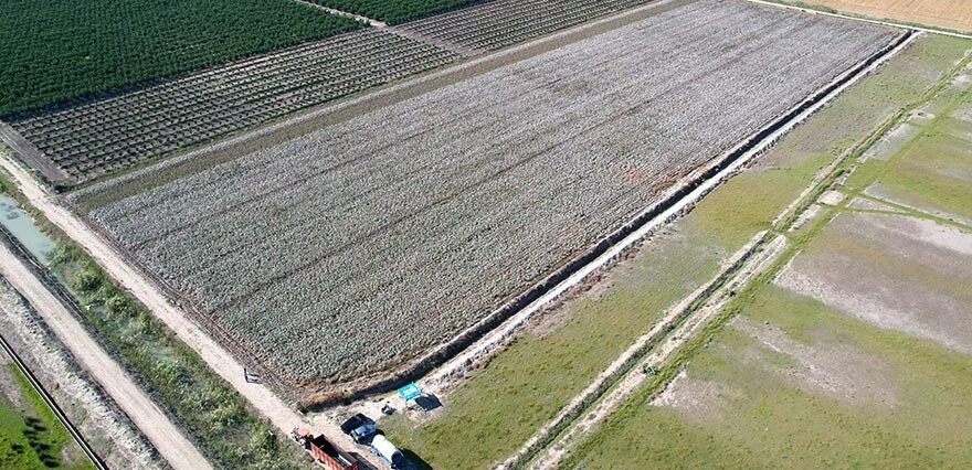 Beyaz altında hasat başladı! Verim yüksek, fiyat düşük: Devletten destek bekliyoruz