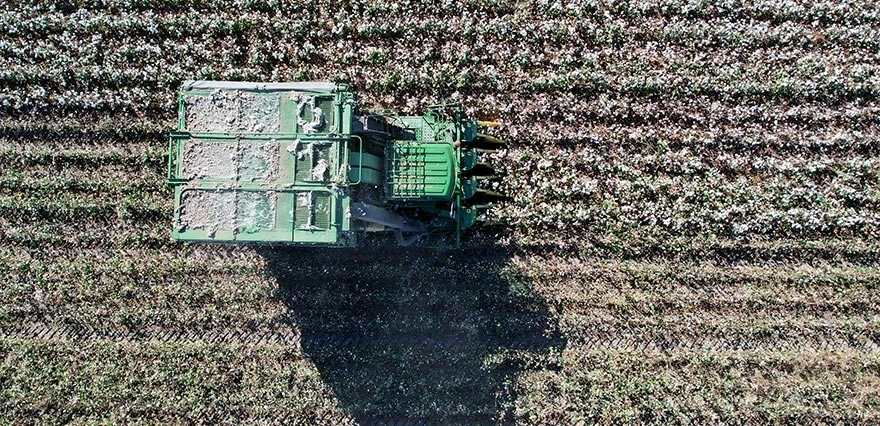 Beyaz altında hasat başladı! Verim yüksek, fiyat düşük: Devletten destek bekliyoruz