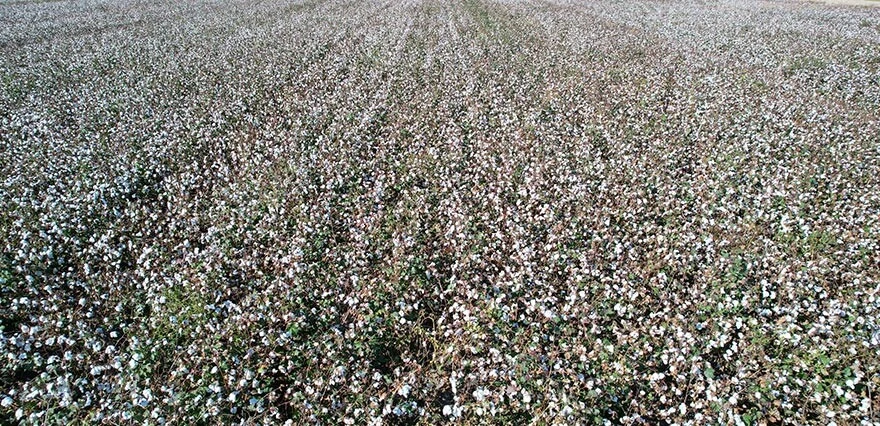 Beyaz altında hasat başladı! Verim yüksek, fiyat düşük: Devletten destek bekliyoruz