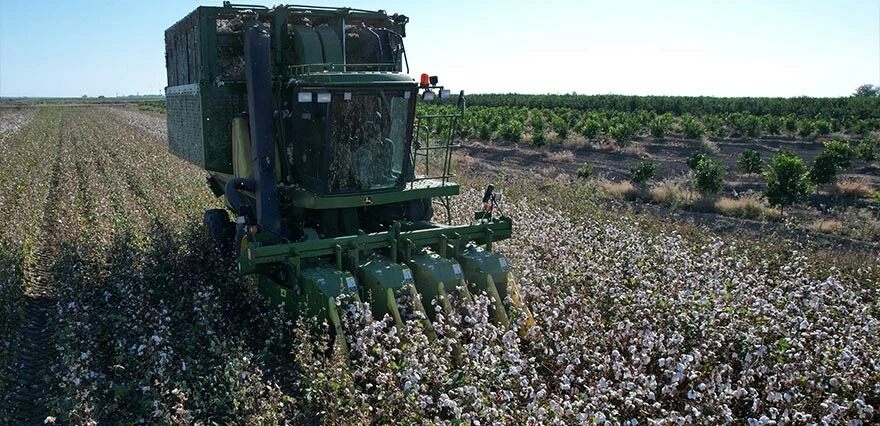 Beyaz altında hasat başladı! Verim yüksek, fiyat düşük: Devletten destek bekliyoruz