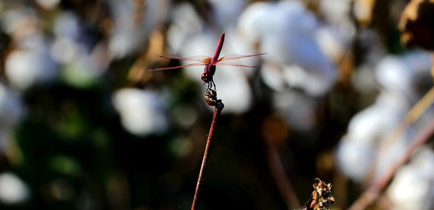 Beyaz altında hasat başladı! Verim yüksek, fiyat düşük: Devletten destek bekliyoruz