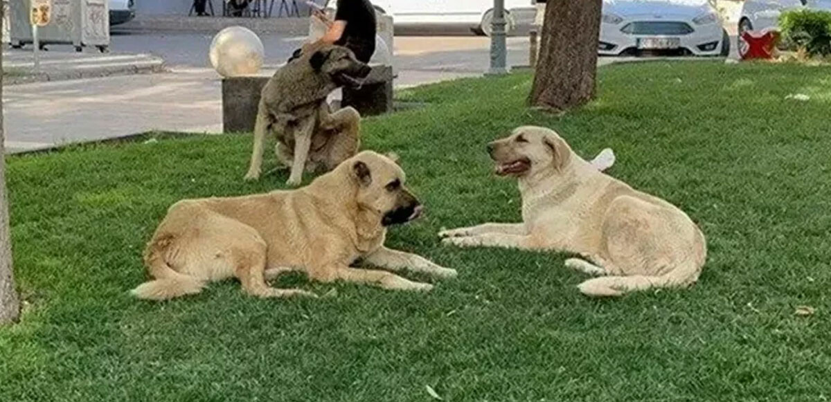 Sokak köpeği dehşet saçtı! 9 yaşındaki çocuğun yüzü parçalandı