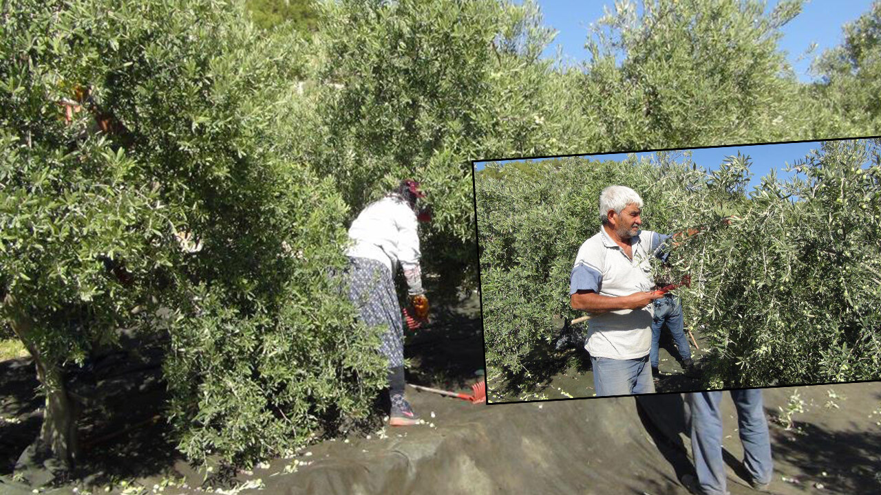 Yılın ilk sofralık zeytin hasadı Mersin’de başladı! Üretici: Fiyatı artmadan alın