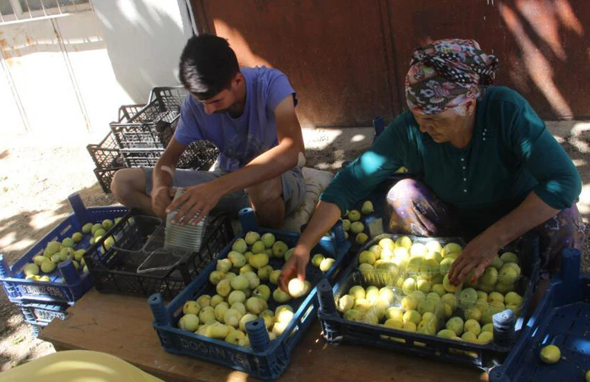 Bu kez hem üreticinin hem de tüketicinin yüzü güldü! İncirin fiyatı kimseyi üzmedi