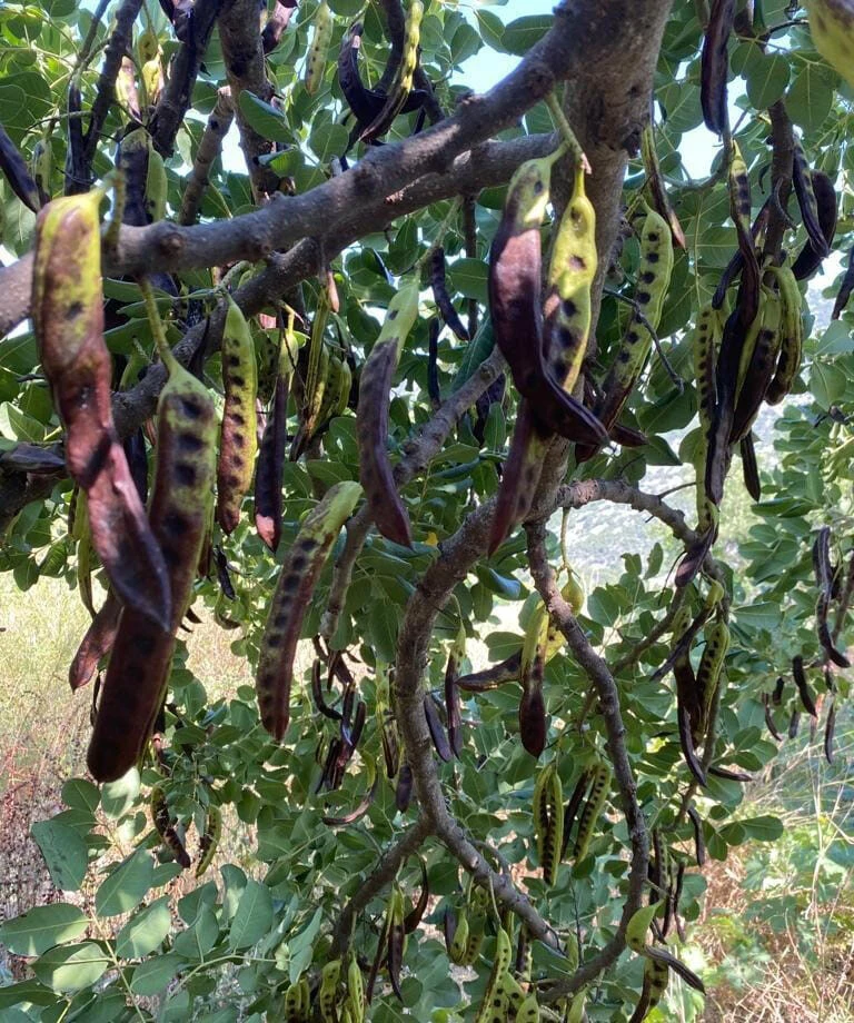 40 liradan 8 liraya düştü! Çiftçi toplamayınca ağaçta kaldı