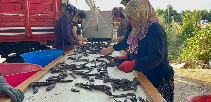 40 liradan 8 liraya düştü! Çiftçi toplamayınca ağaçta kaldı