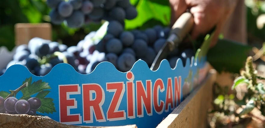 Bu üzüm başka bölgede yetişmiyor! Fiyatı düşünce tadı kaçtı...