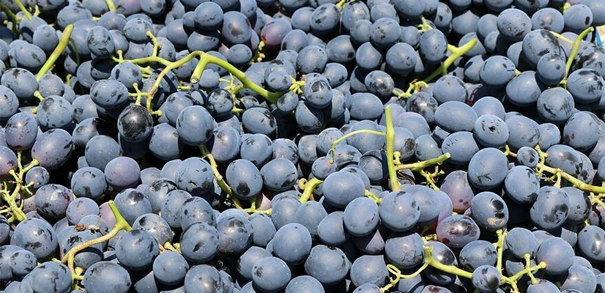 Bu üzüm başka bölgede yetişmiyor! Fiyatı düşünce tadı kaçtı...