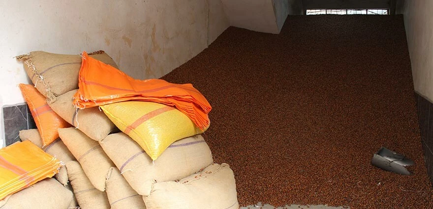 Fındığın fiyatı bir anda yükseldi! Üreticilere uyarı geldi: Aynı hızla düşebilir