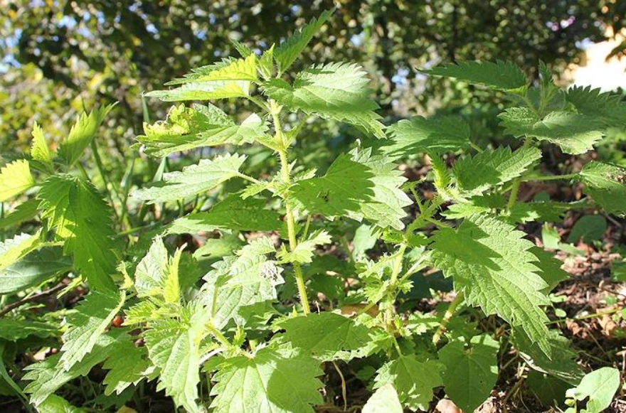 Isırgan otu nasıl kullanılır? Isırgan otunun bilinmeyen yönleri...