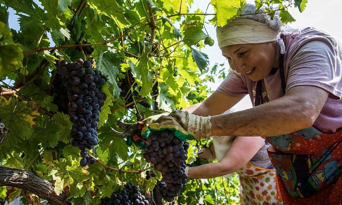 Uşak&#039;ta bağ bozumu başladı! Meşhur Karahallı üzümü hasadında ilk makas atıldı