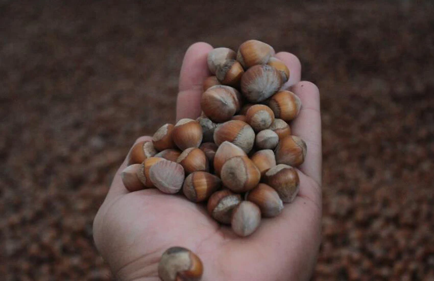 Yok satan fındığın fiyatı 100 lirayı aştı! Oda başkanından tartışılacak uyarı
