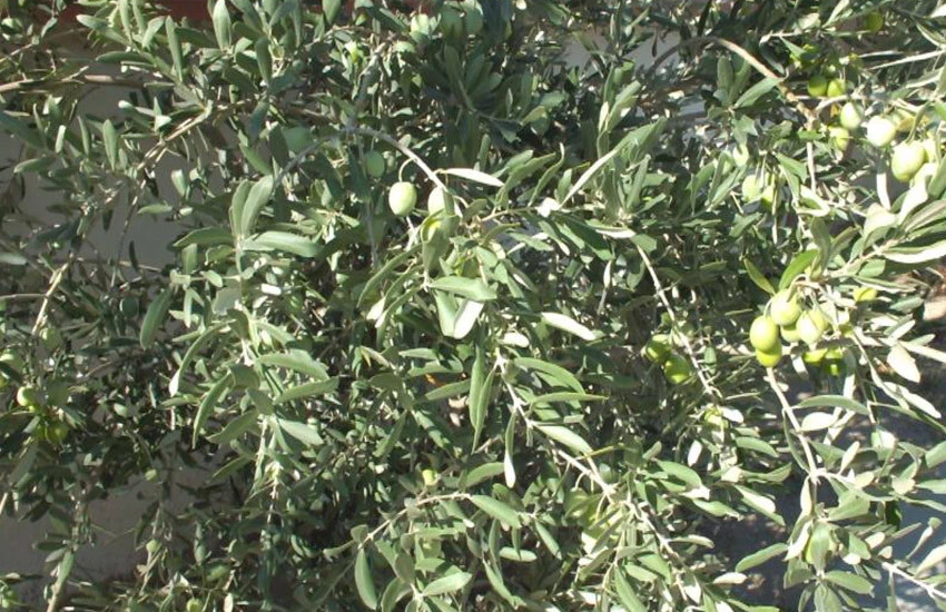 Üreticiler, bu yıl zeytinyağının altın yılını yaşayacağını belirtiyor.