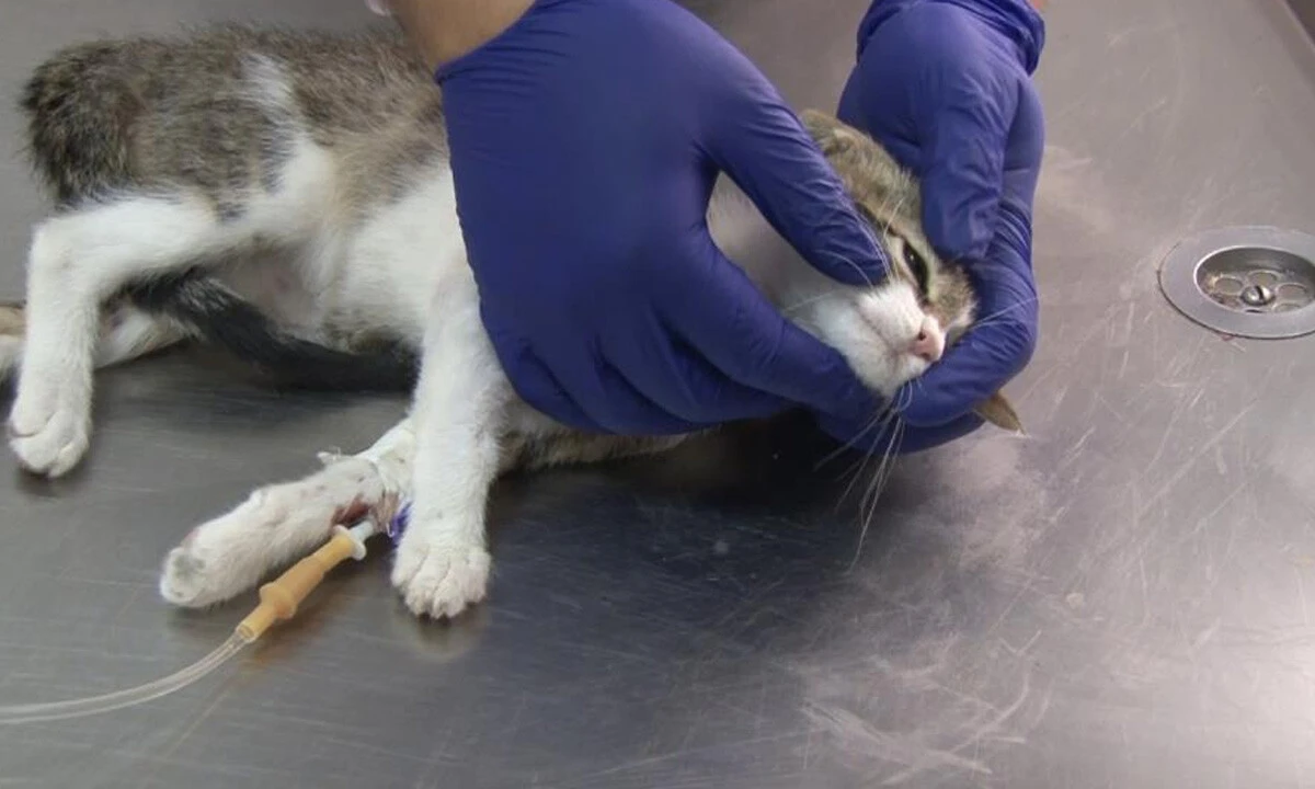 Koronavirüs sadece insanları değil hayvanları da etkiledi.