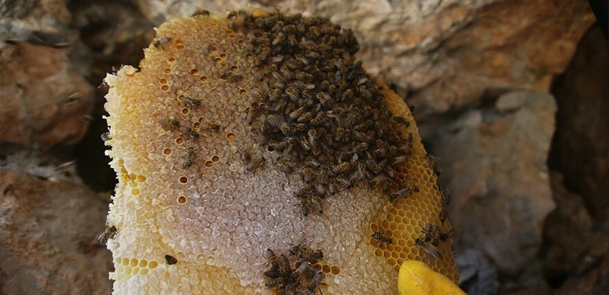 Cilo Dağı'nda kaya balı