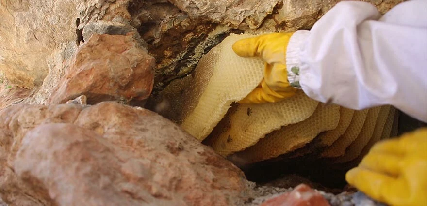 Cilo Dağı'nda kaya balı